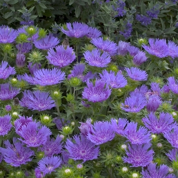 Stoke's Aster