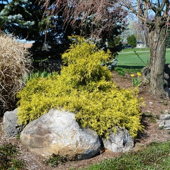 Golden Mop Threadleaf Falsecypress