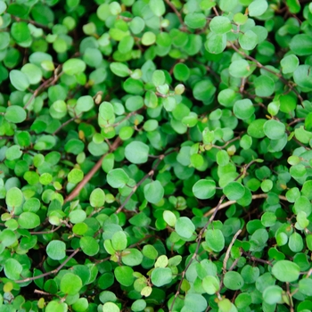 Muehlenbeckia (Creeping Wire Vine)