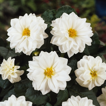 Dahlietta&reg; Blanca