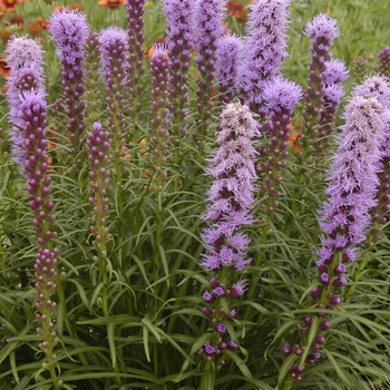 Blazing Star Blazing Star