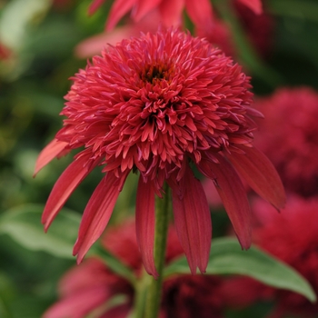 Double Scoop™ Coneflower