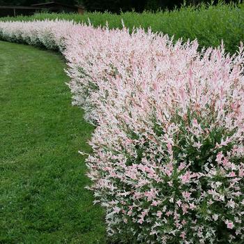 Flamingo Dappled Willow