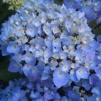 Blue Enchantress® Hydrangea