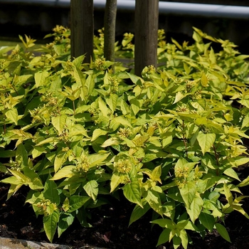 'Honeybee' Honeysuckle