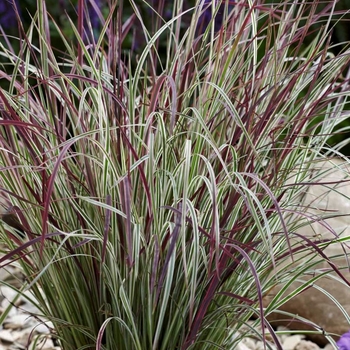 Little Bluestem Grass