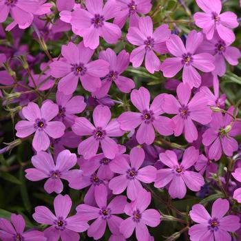 Creeping Phlox