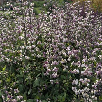 Blue False Indigo