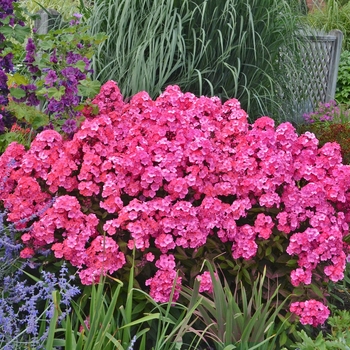 Garden Phlox