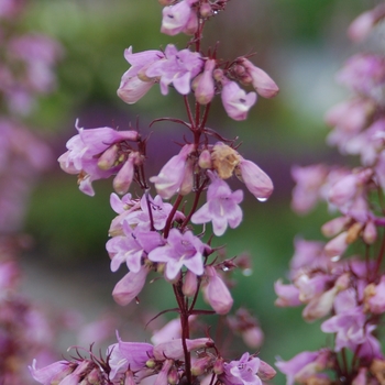 Beardtongue