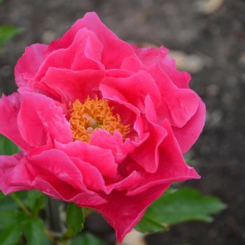 Garden Peony