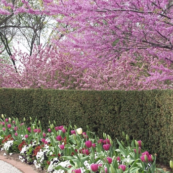 Eastern Redbud