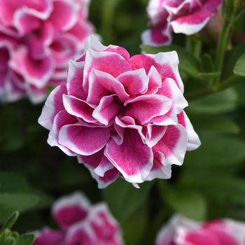 Jewel Pink Diamond