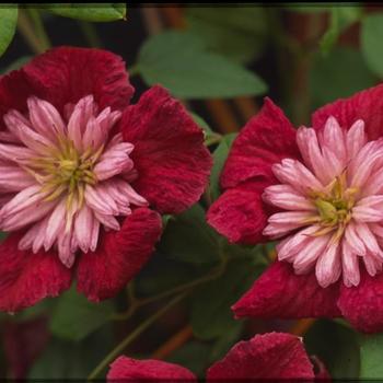 Clematis Clematis