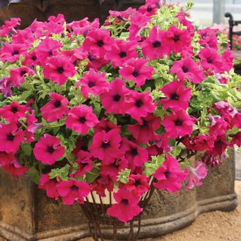 Surfinia® 'Giant Purple' Surfinia® 'Giant Purple'