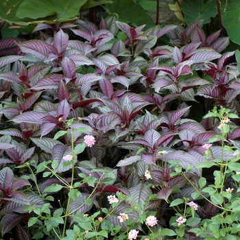 Persian Shield