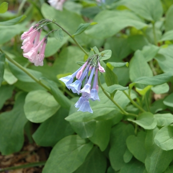 Virginia bluebell