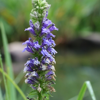 Cardinal Flower