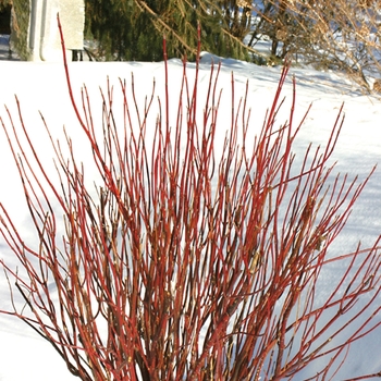 Arctic Fire&reg;