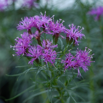 Ironweed