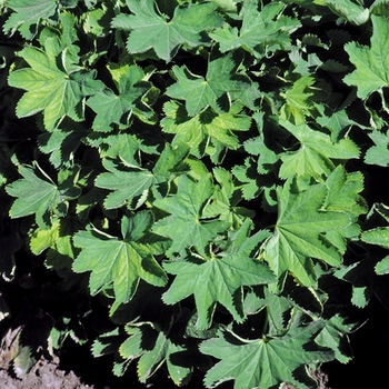 Lady's Mantle