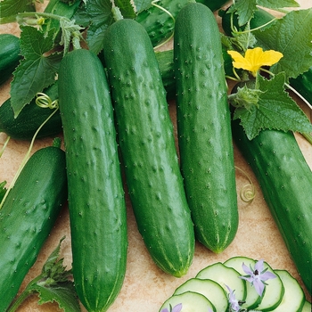 Cucumber