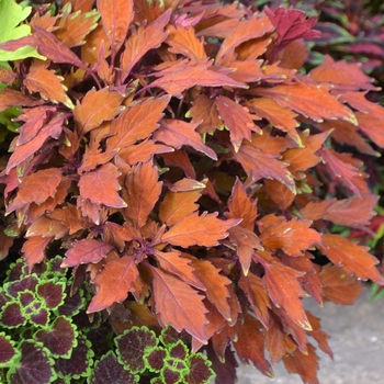 Coleus