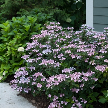 'Tiny Tuff Stuff™' Mountain Hydrangea