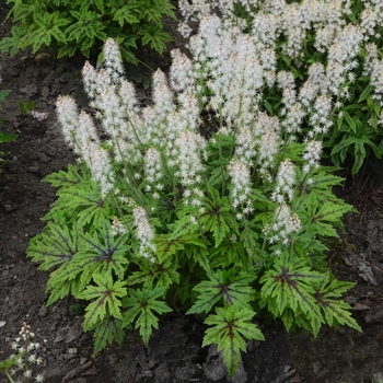 Foamflower