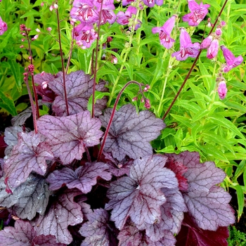 Coral Bells
