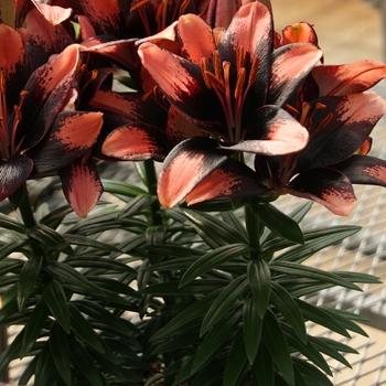 Asiatic Pot Lily