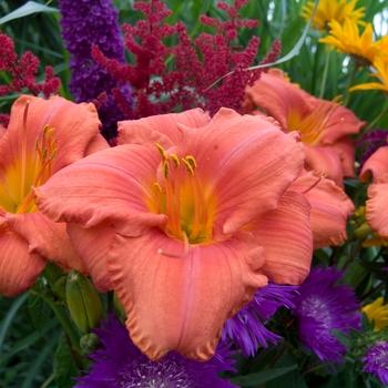 Daylily