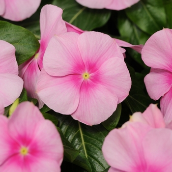Vinca Vinca