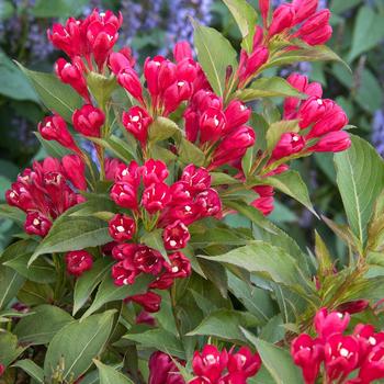 Crimson Kisses Weigela