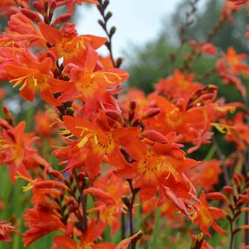 Montbretia