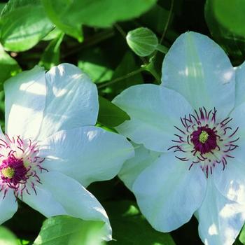 Clematis