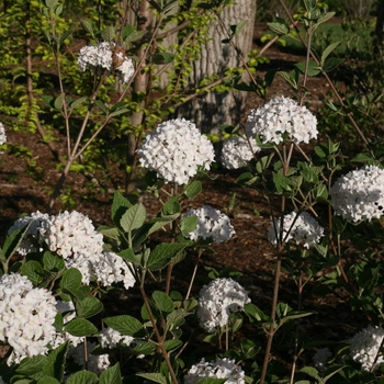 'Spice Baby™' Koreanspice Viburnum