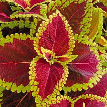 Coleus