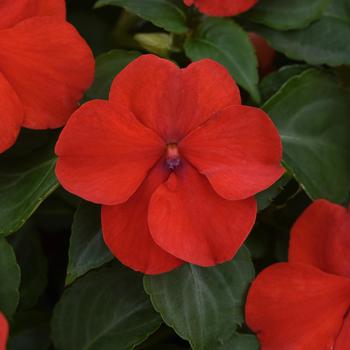 Impatiens