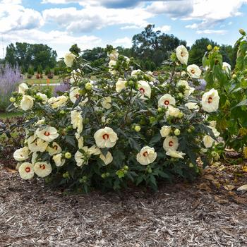 Summerific® 'French Vanilla'