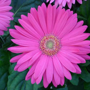 Gerbera Daisy