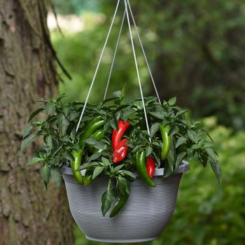 Pepper, Hot