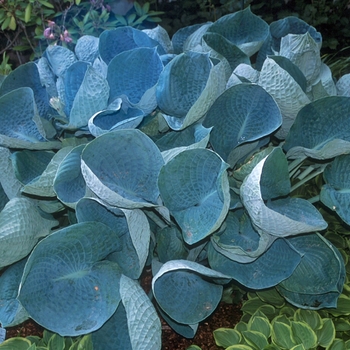 Plantain Lily