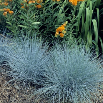 Blue Fescue