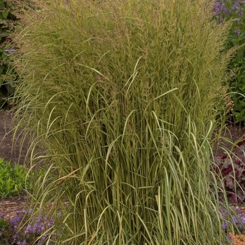 Feather Reed Grass