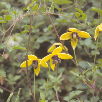 Clematis