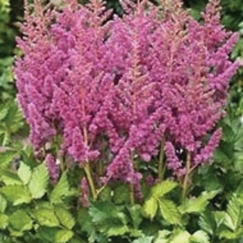 False Spirea