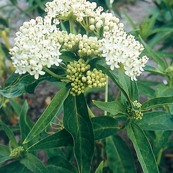 Butterfly Weed 