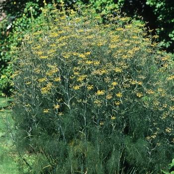 Fennel