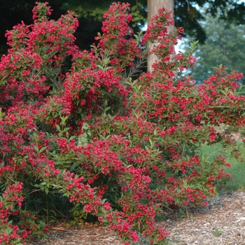 Red Prince Weigela